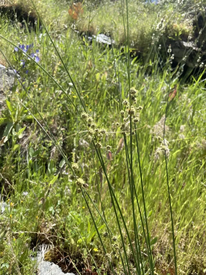 Scirpoides holoschoenus