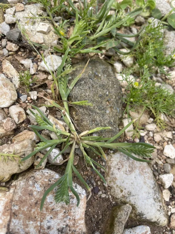 Sclerochloa dura