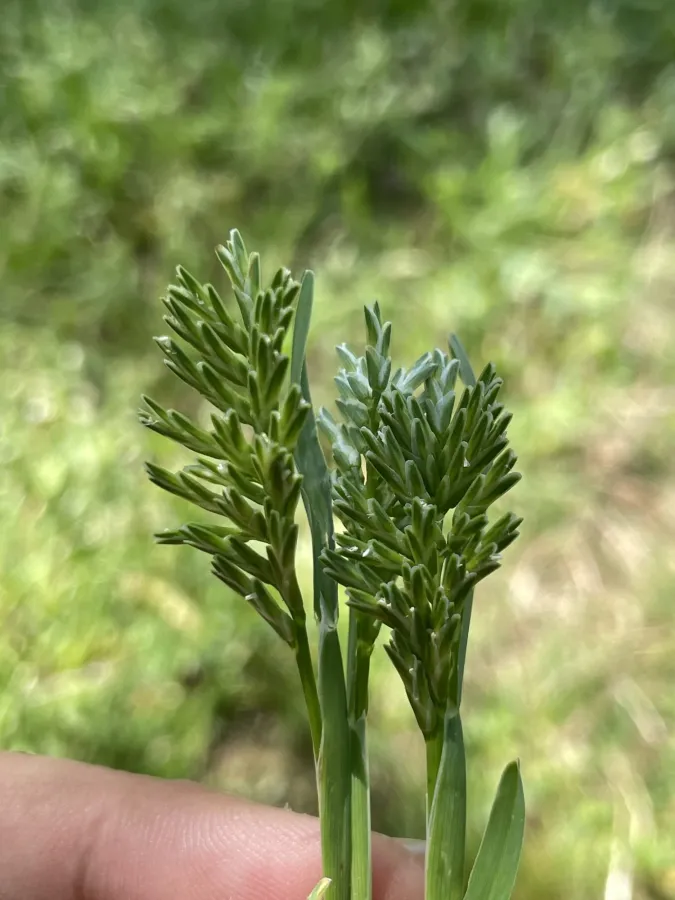 Sclerochloa dura