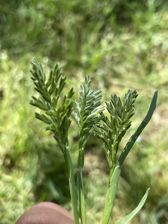 Sclerochloa dura