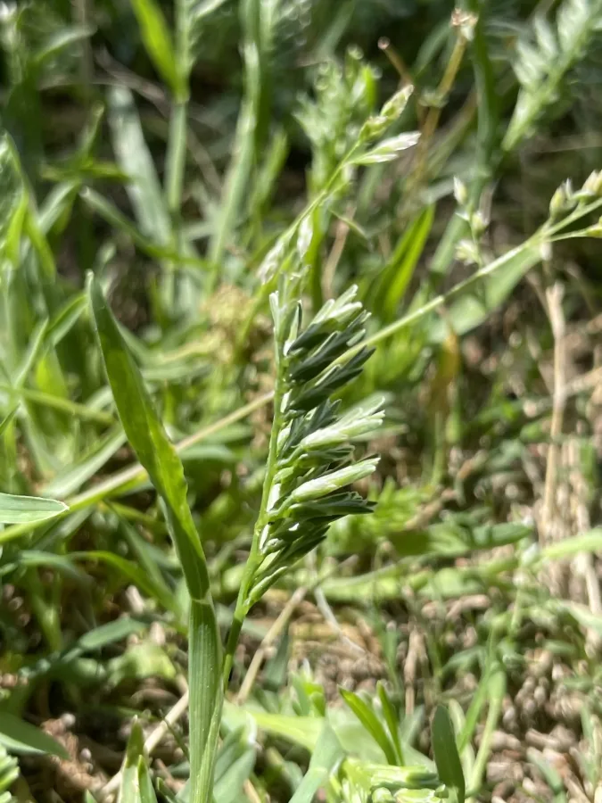 Sclerochloa dura