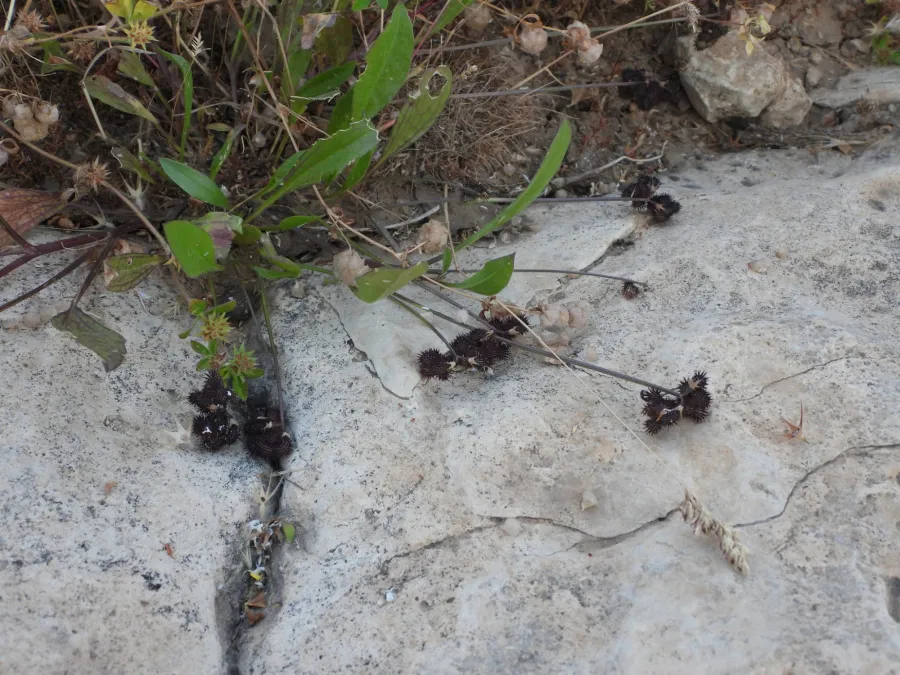 Scorpiurus muricatus