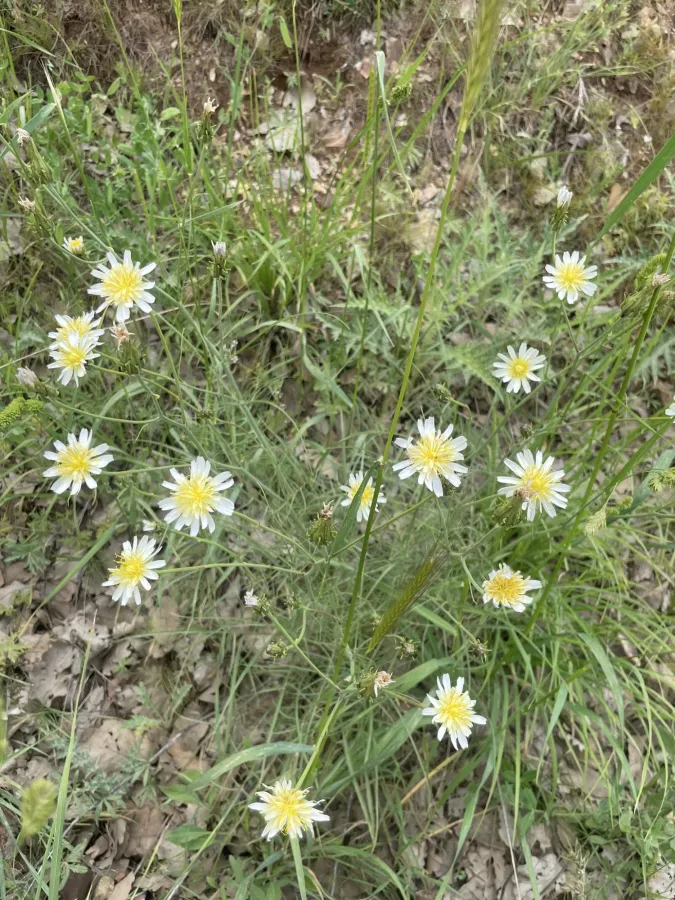 Scorzonera persepolitana