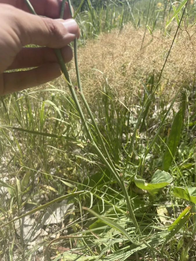Scorzonera persepolitana