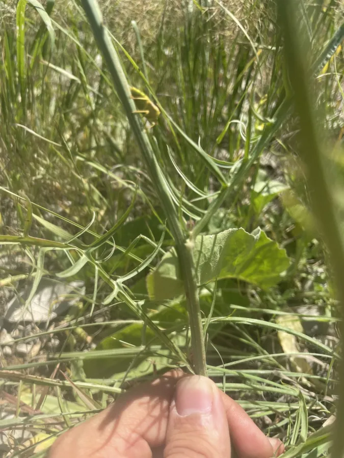 Scorzonera persepolitana