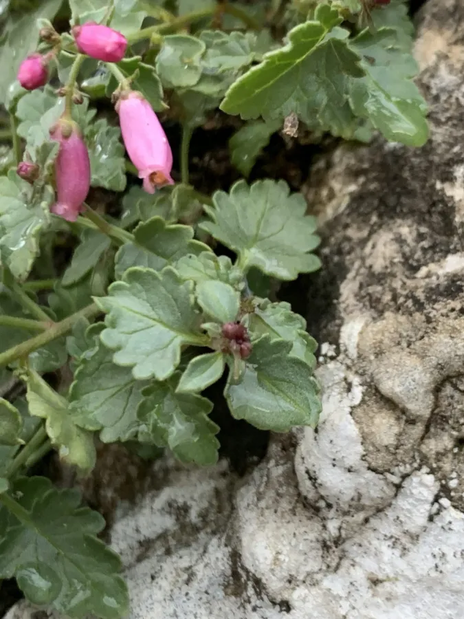 Scrophularia amadiyana