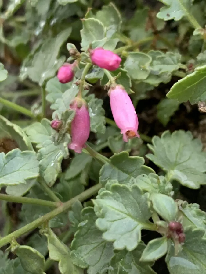 Scrophularia amadiyana