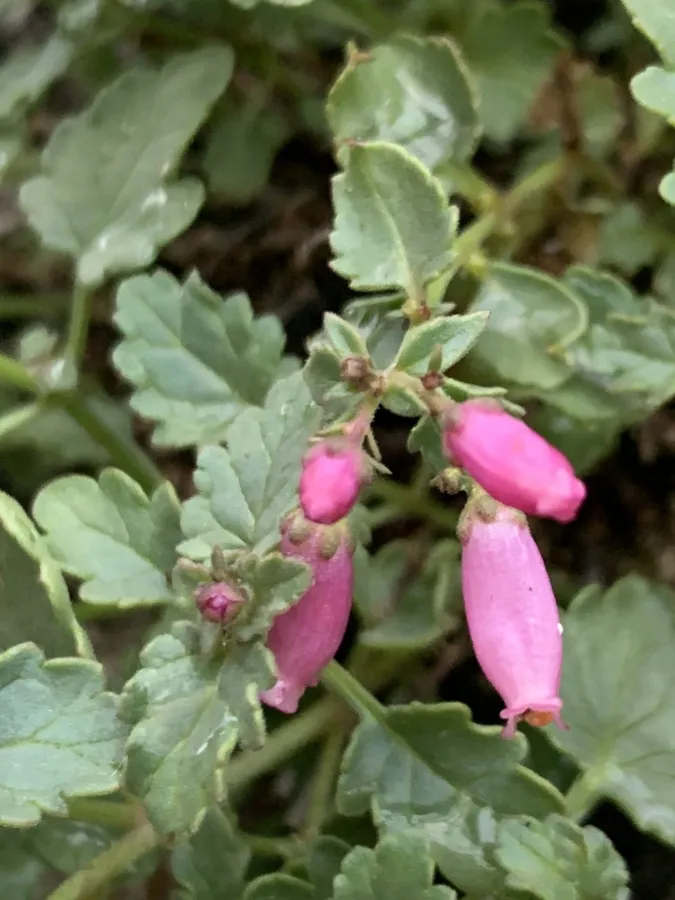 Scrophularia amadiyana