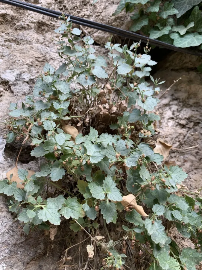 Scrophularia catariifolia