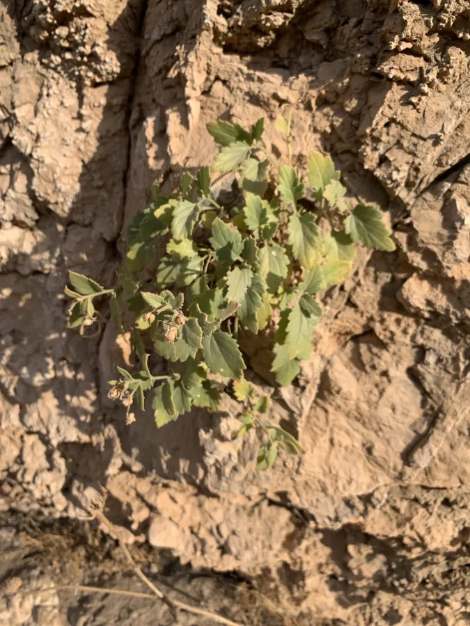 Scrophularia catariifolia