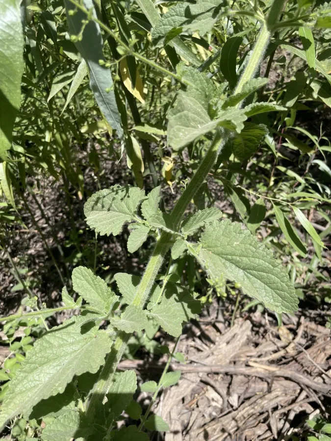 Scrophularia crenophila