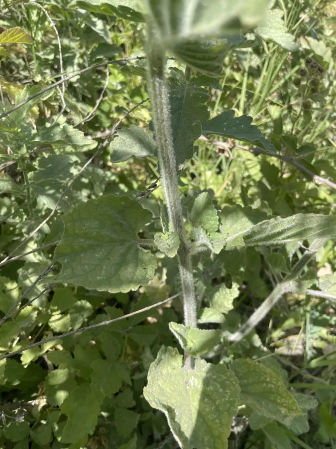 Scrophularia crenophila