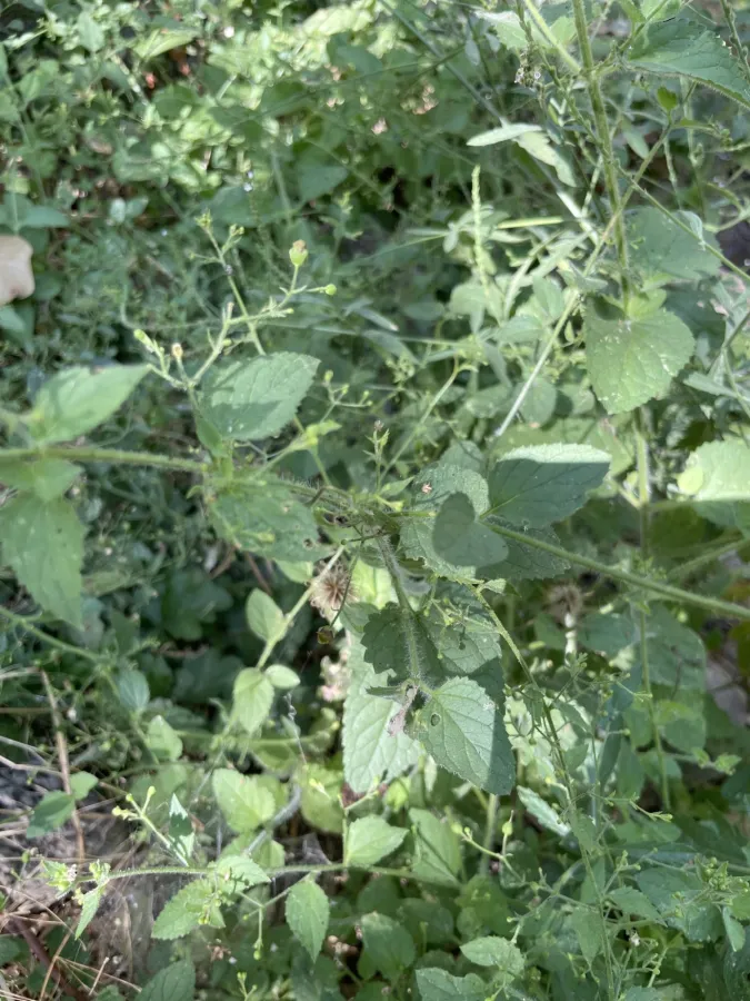 Scrophularia crenophila