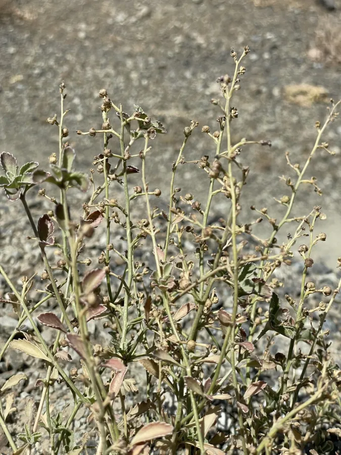 Scrophularia hypericifolia