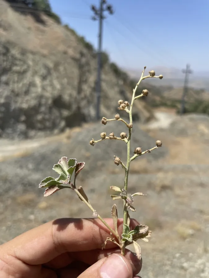Scrophularia hypericifolia