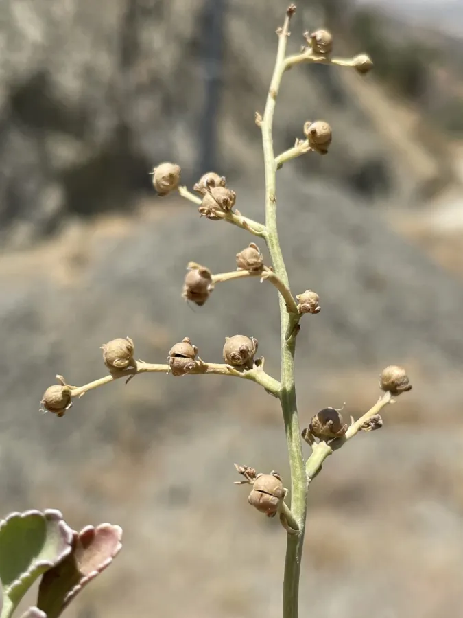 Scrophularia hypericifolia