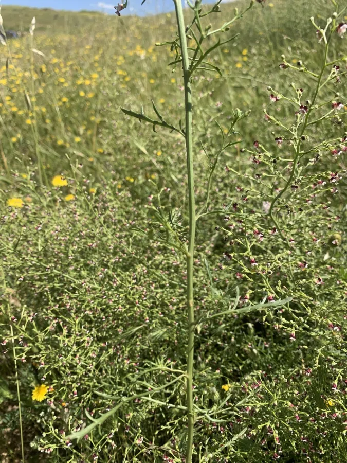 Scrophularia kollakii