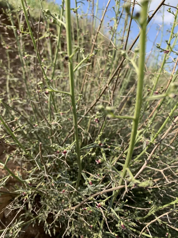 Scrophularia kollakii