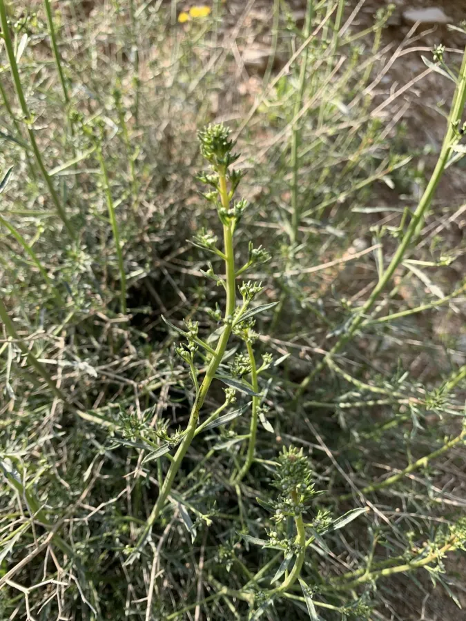 Scrophularia kollakii