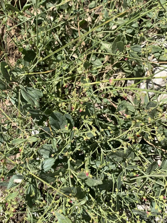 Scrophularia libanotica
