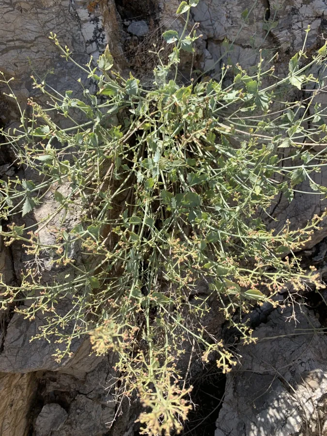 Scrophularia libanotica