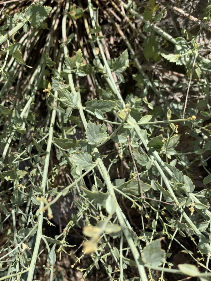 Scrophularia libanotica