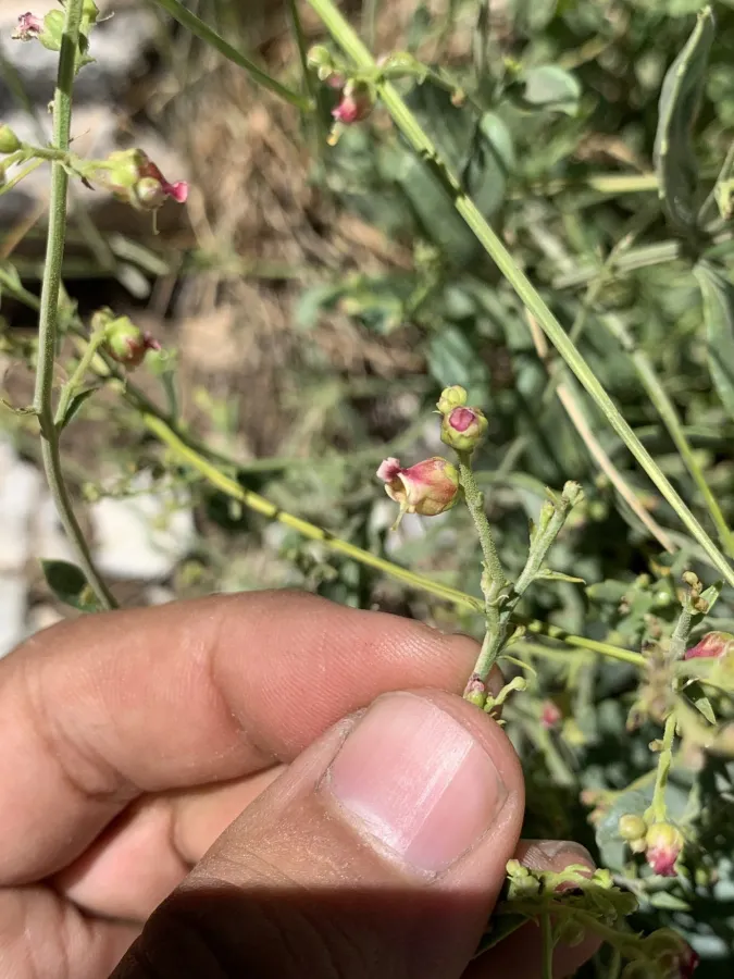 Scrophularia libanotica