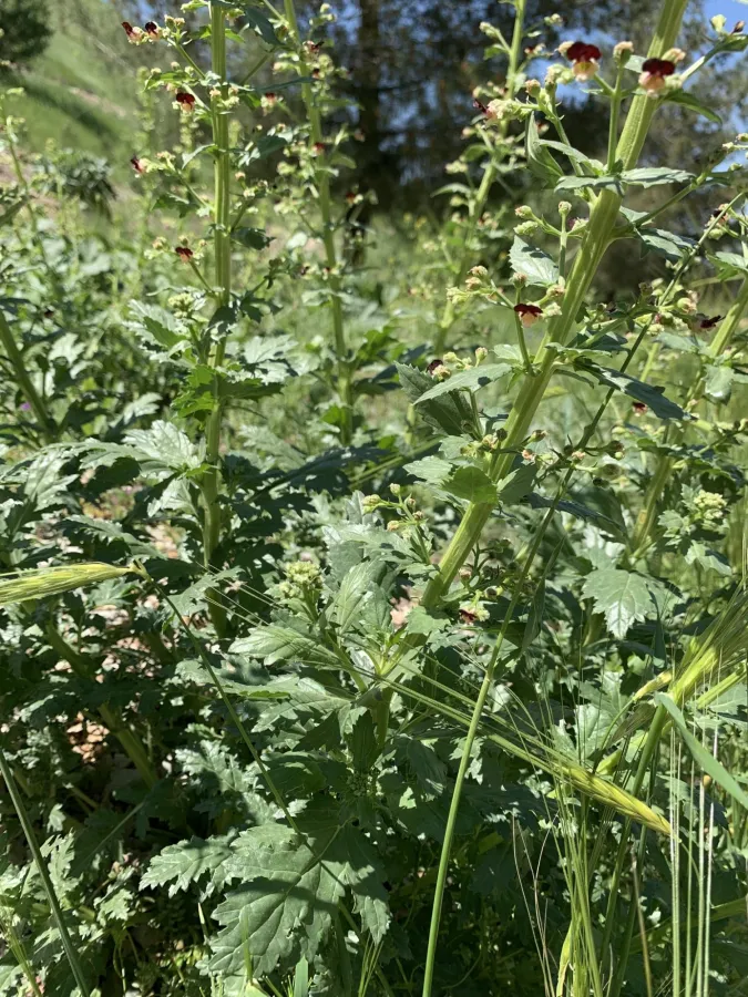 Scrophularia pruinosa