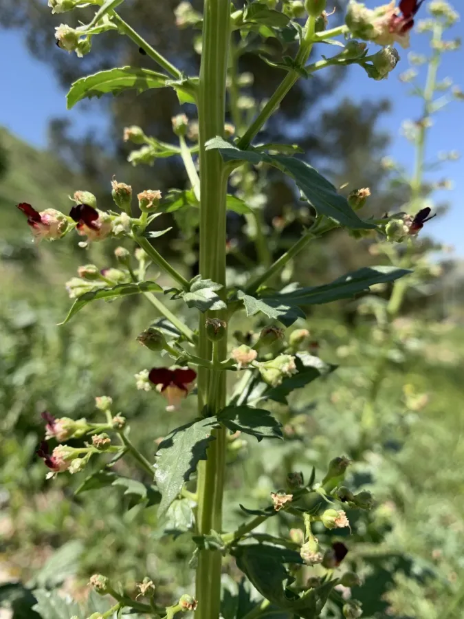 Scrophularia pruinosa