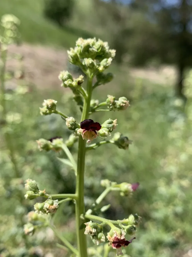 Scrophularia pruinosa