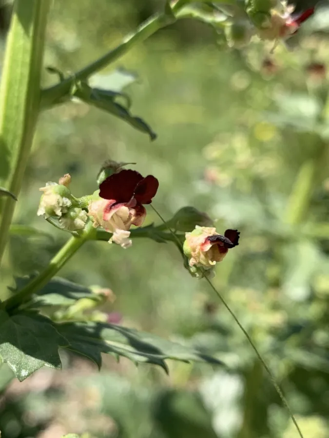 Scrophularia pruinosa