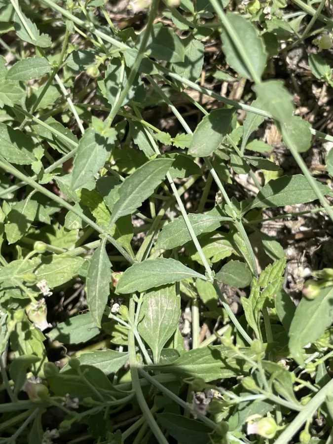 Scrophularia rimarum