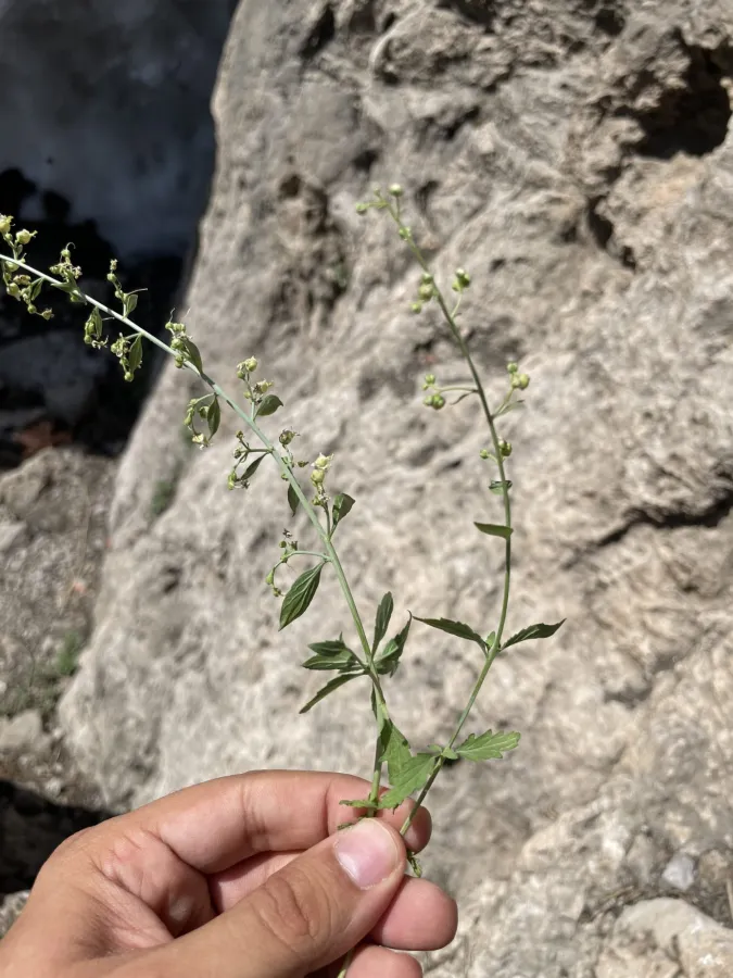 Scrophularia rimarum