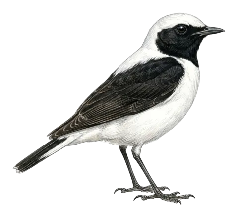 Finsch’s Wheatear