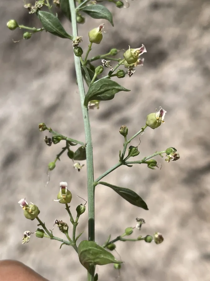 Scrophularia rimarum
