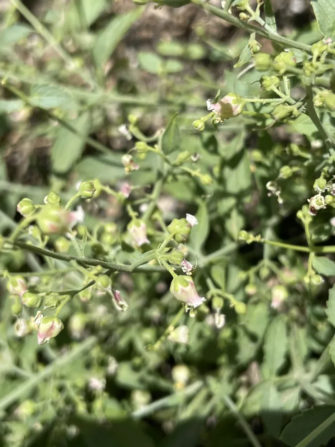 Scrophularia rimarum