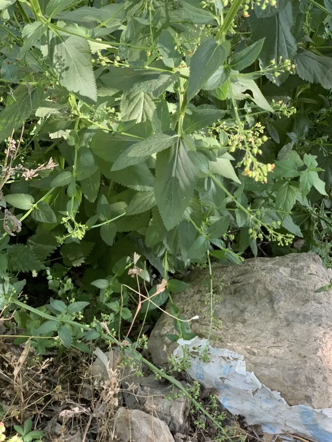 Scrophularia umbrosa