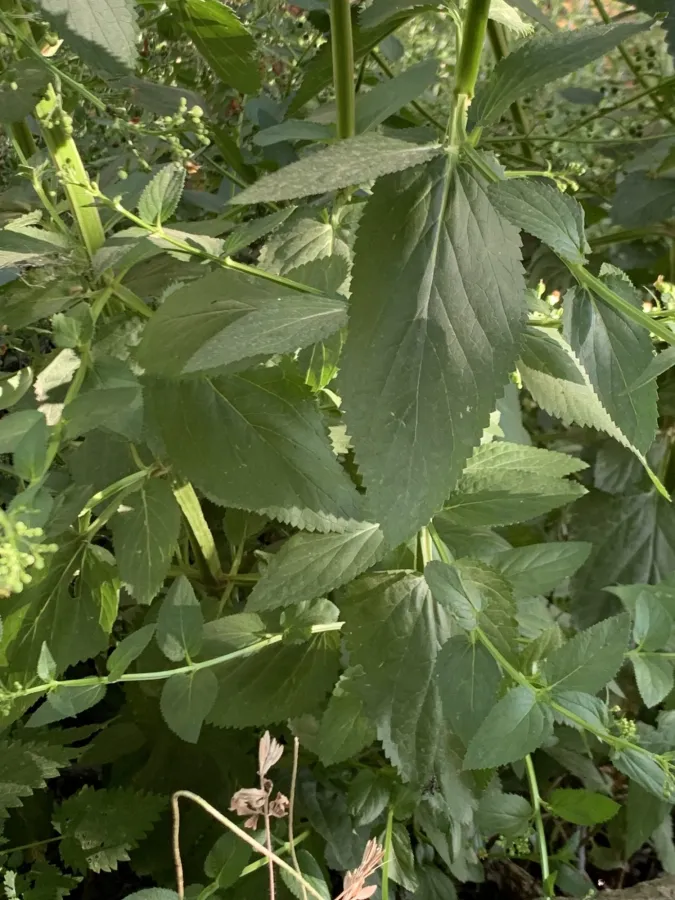Scrophularia umbrosa