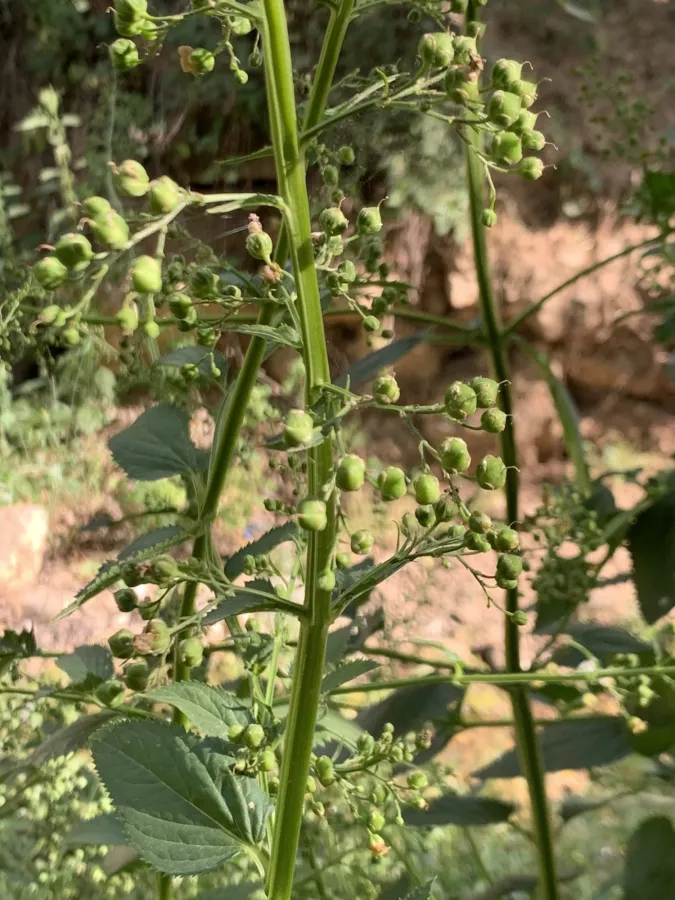 Scrophularia umbrosa