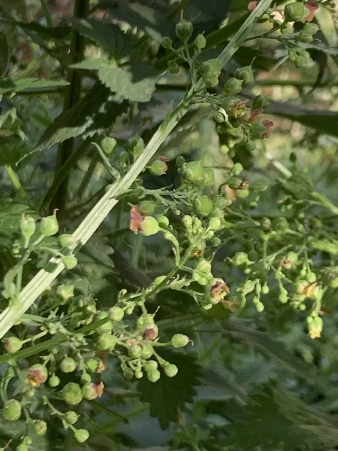 Scrophularia umbrosa