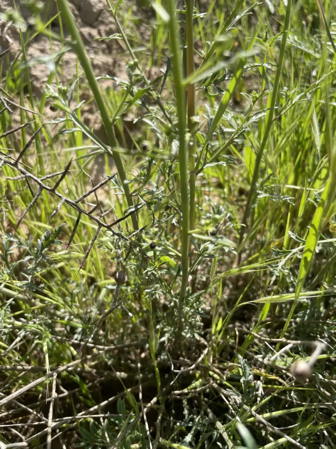 Scrophularia xanthoglossa