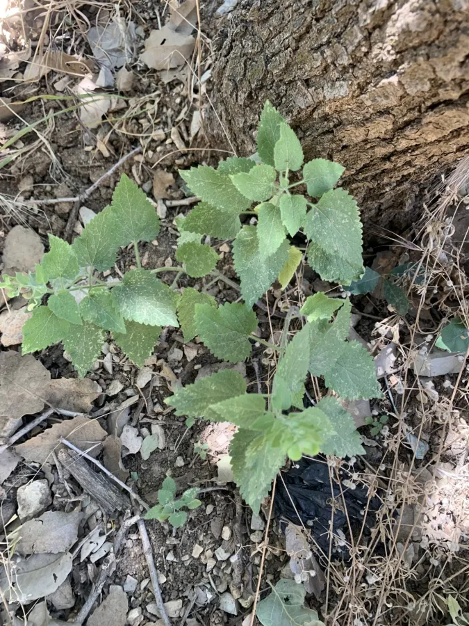 Scutellaria albida