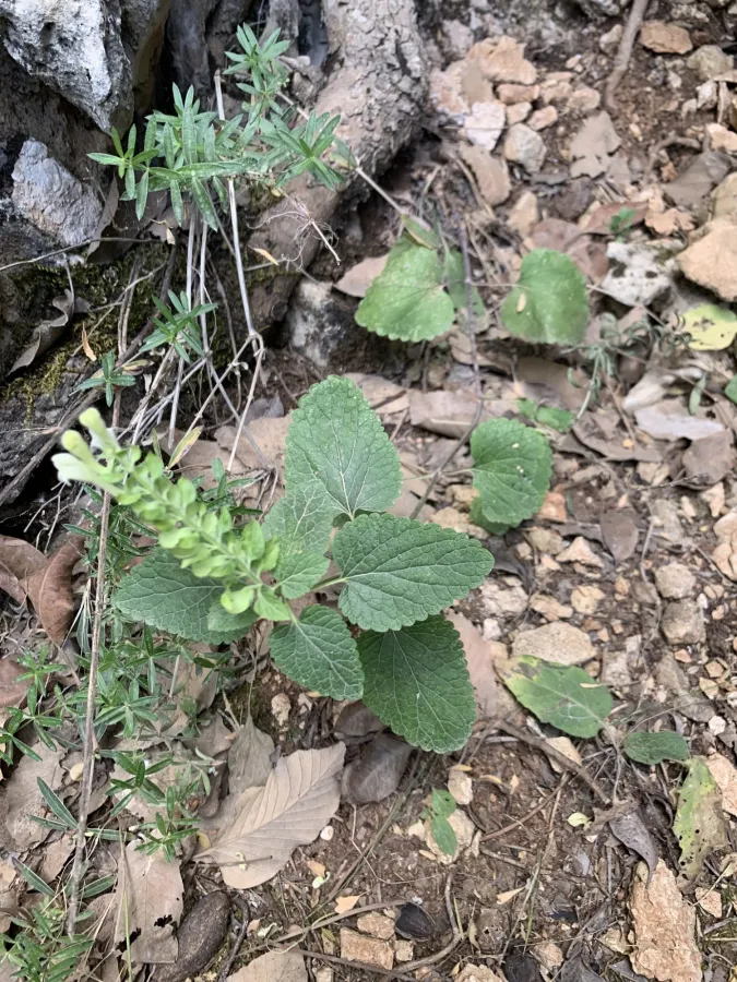 Scutellaria albida