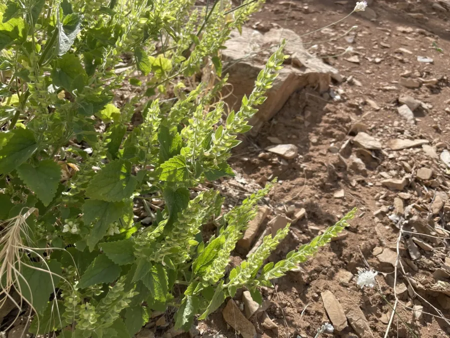 Scutellaria albida
