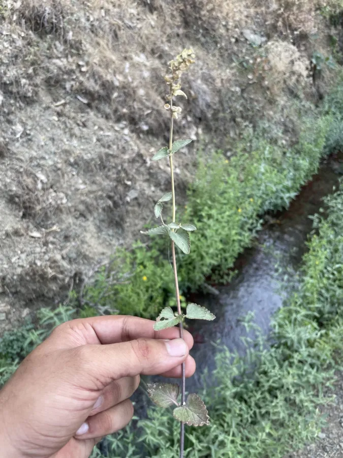 Scutellaria bornmuelleri