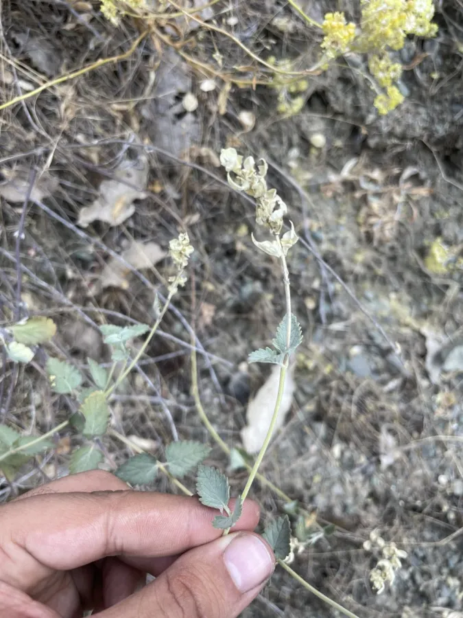 Scutellaria bornmuelleri