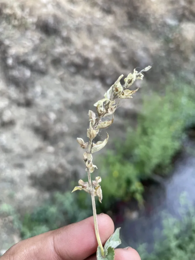 Scutellaria bornmuelleri