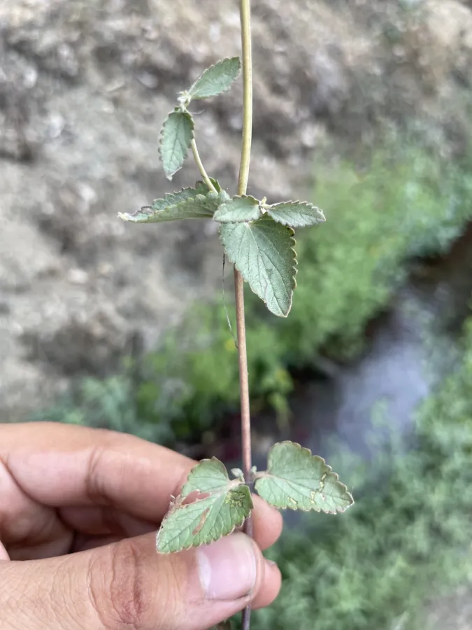Scutellaria bornmuelleri