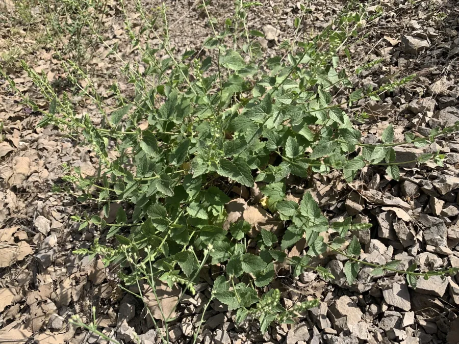 Scutellaria megalaspis