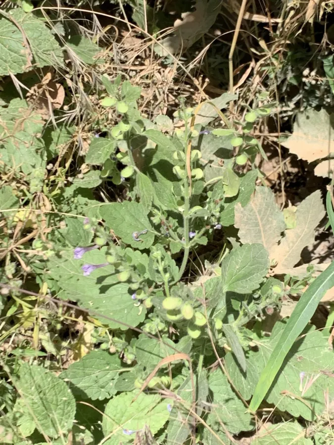 Scutellaria megalaspis